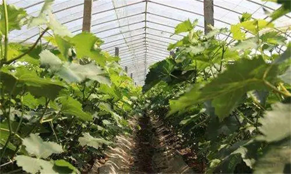 牛蒡越冬栽培技术简介