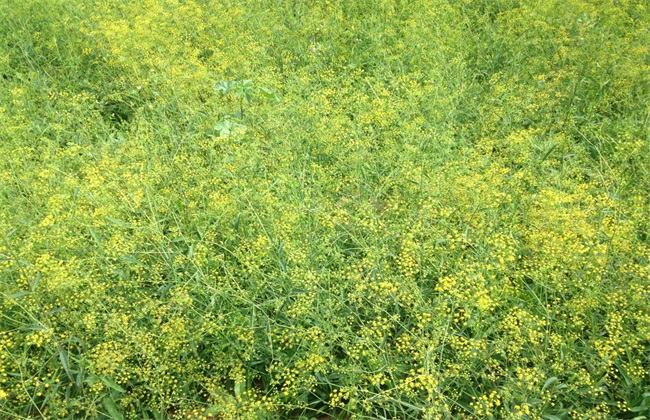 种植柴胡要避免连作