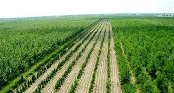 防治土壤风蚀的主要措施