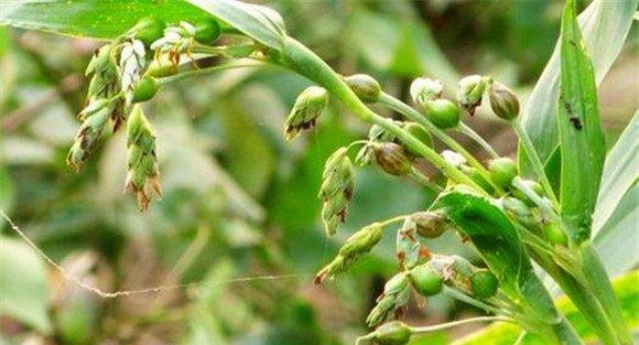 薏米的种植时间及方法