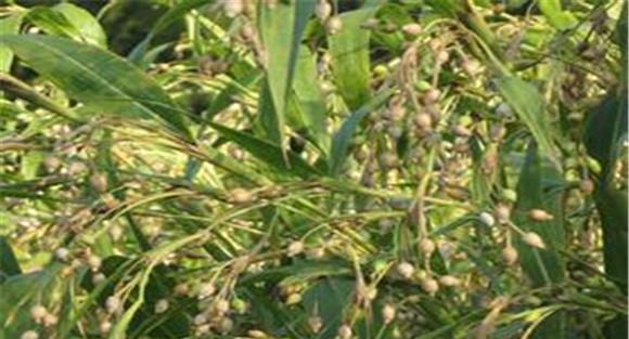 薏米种植技术与管理要点
