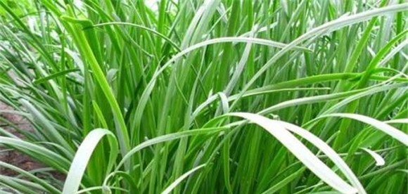 韭菜疫病防治方法