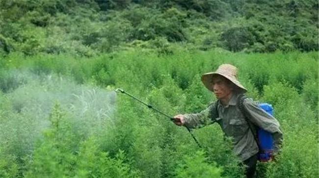 草铵膦除草剂使用说明