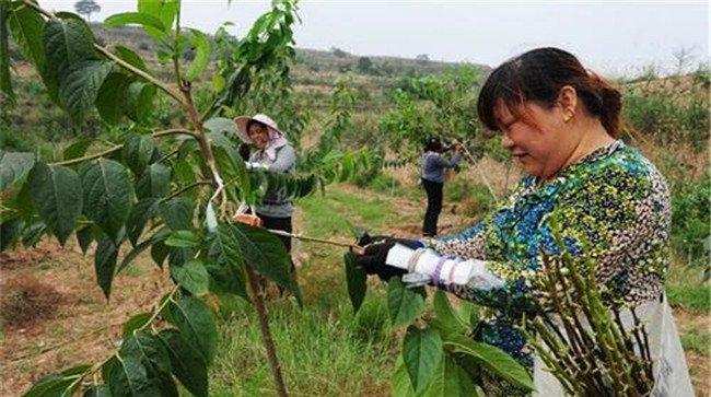 种植杜仲的整地方法