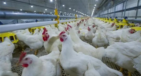 育成鸡的生理特点和饲养方式简介