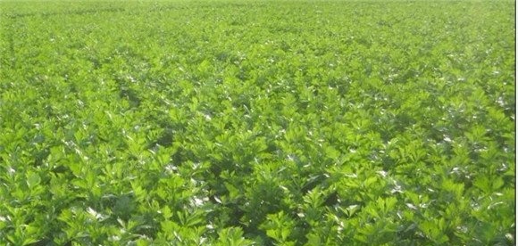 芹菜无公害栽培的关键技术有哪些