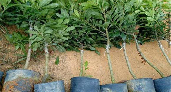 杨梅的种植方法