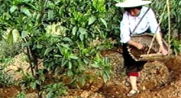 杨梅的施肥要点