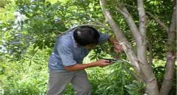 杨梅病虫害防治要点