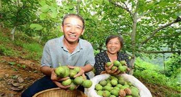 核桃的采收时间