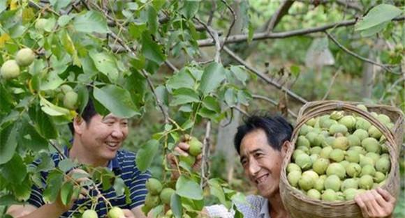 核桃的采收方法
