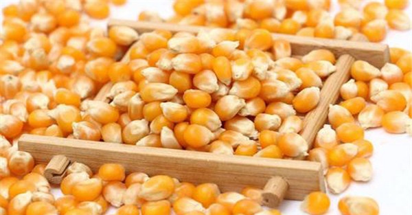 玉米种子安全贮藏的措施