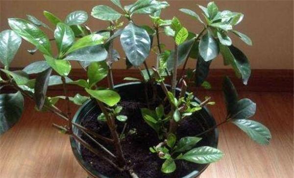 栀子花的栽植要点