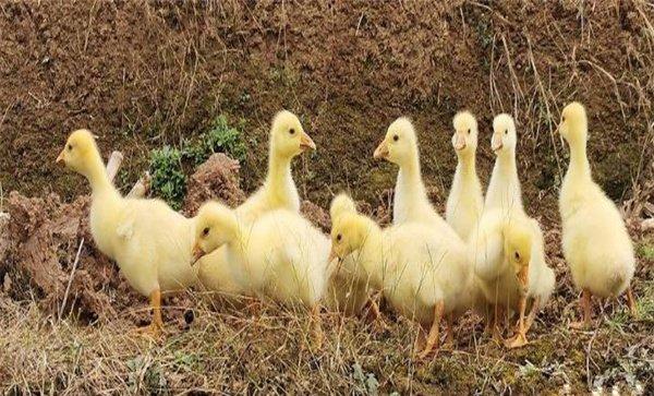 小鹅主要吃什么食物