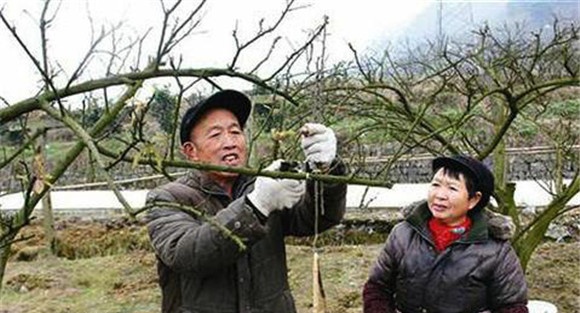 李子树修剪时间和方法