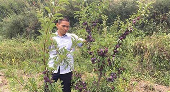 李子树如何修剪和管理