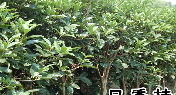 日香桂盆栽养护方法