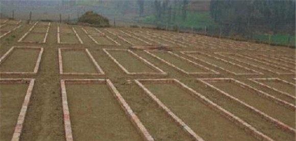 西洋芹的苗床设置方法