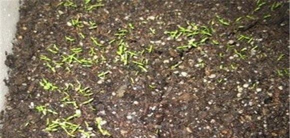西洋芹的播种技术要点
