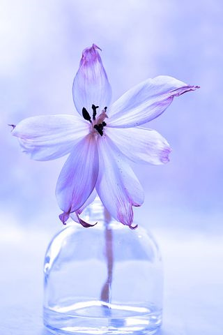 高温多湿季节防治兰花腐烂病