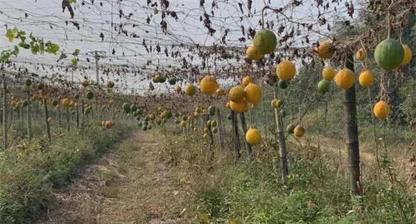 瓜蒌的采摘时间