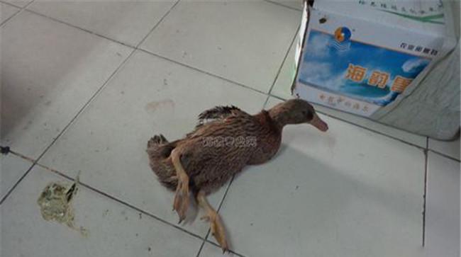 蛋鸭软腿病怎么治疗