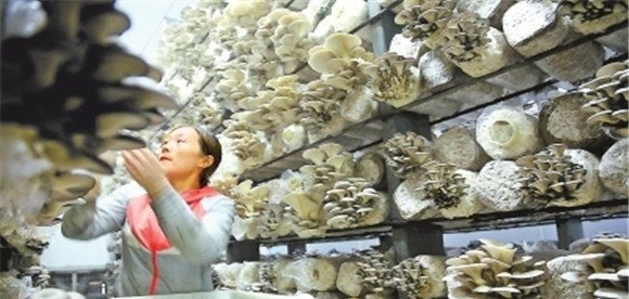 平菇采摘后怎么处理