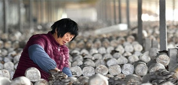 平菇采摘后的注意事项