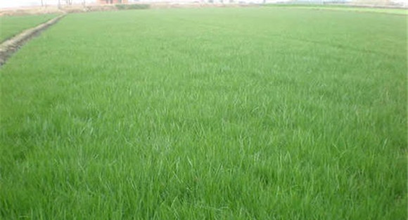 无芒雀麦播种方法