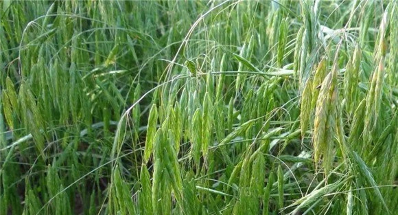 无芒雀麦栽培技术要点