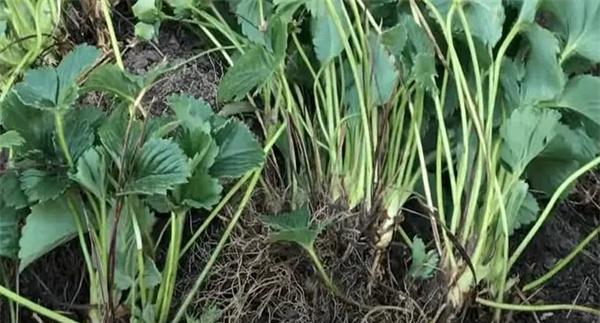 种植草莓为什么不用种子繁殖