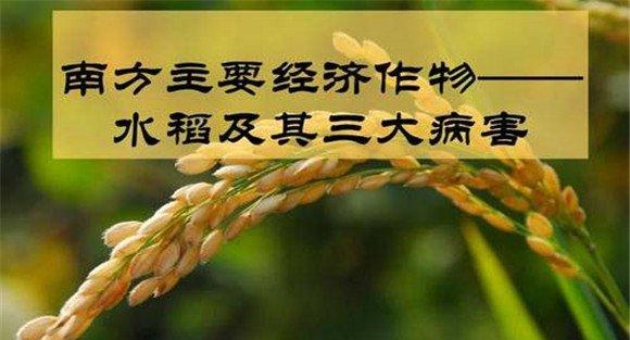 水稻三大病害是什么