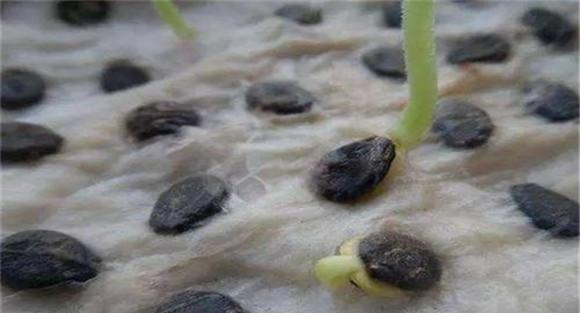 西瓜种子处理技术