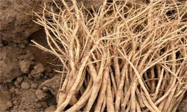 种植黄芪时这几个常见错误
