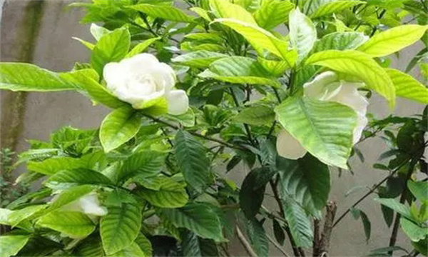 栀子是什么植物