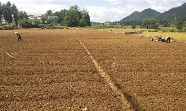 地黄的种植方法