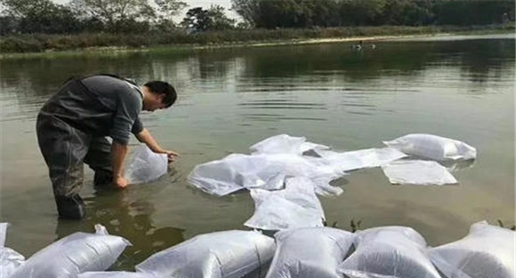 一龄鱼种的两种放养模式