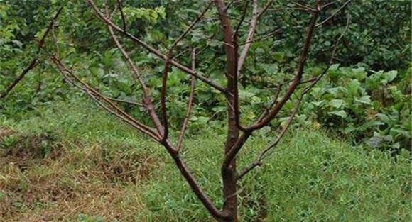 苹果根朽病的防治方法