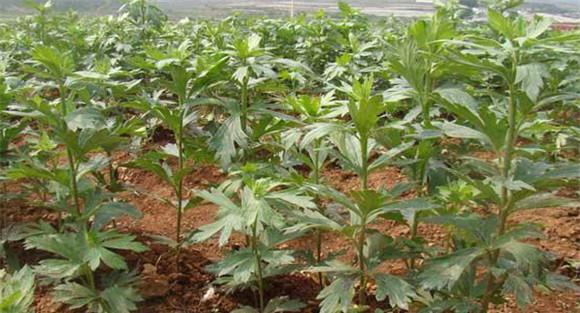 附子种植技术与栽培管理要点