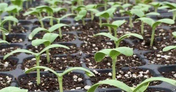 香瓜种植时间
