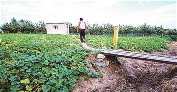 香瓜种植技术与管理方法