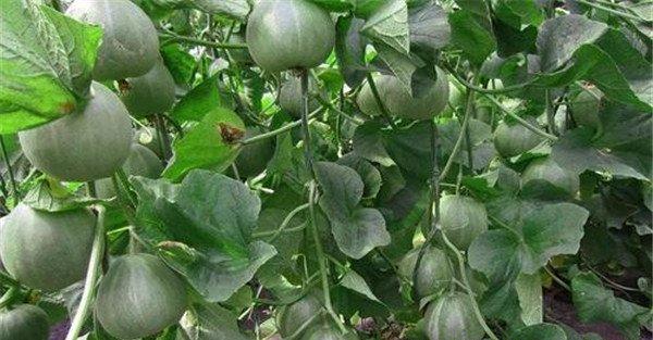 种植香瓜如何浇水