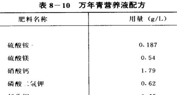 万年青