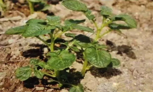 马铃薯植株缺钾怎样补救