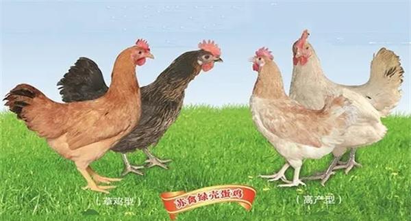 苏禽绿壳蛋鸡配套系