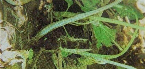 油菜软腐病危害症状