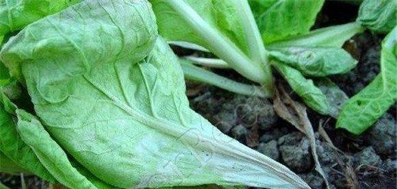 油菜软腐病的病原与发病规律