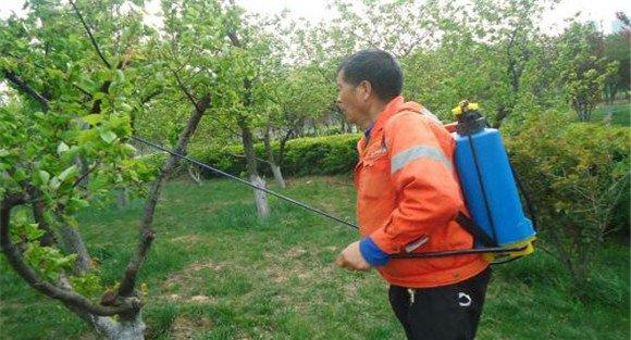 杏树采果后管理要注意的几件事