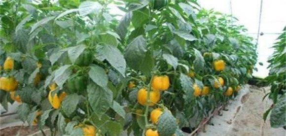 甜椒冬季温室栽培的关键技术是什么