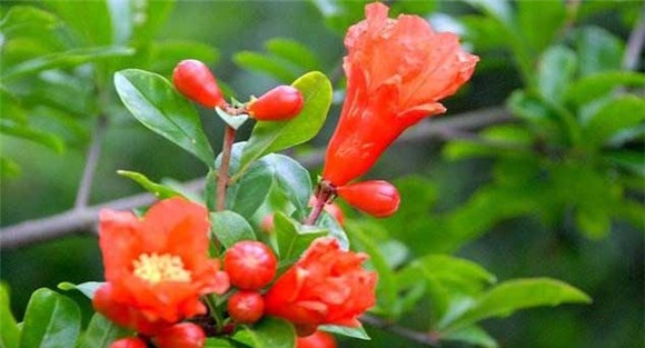 石榴花的功效